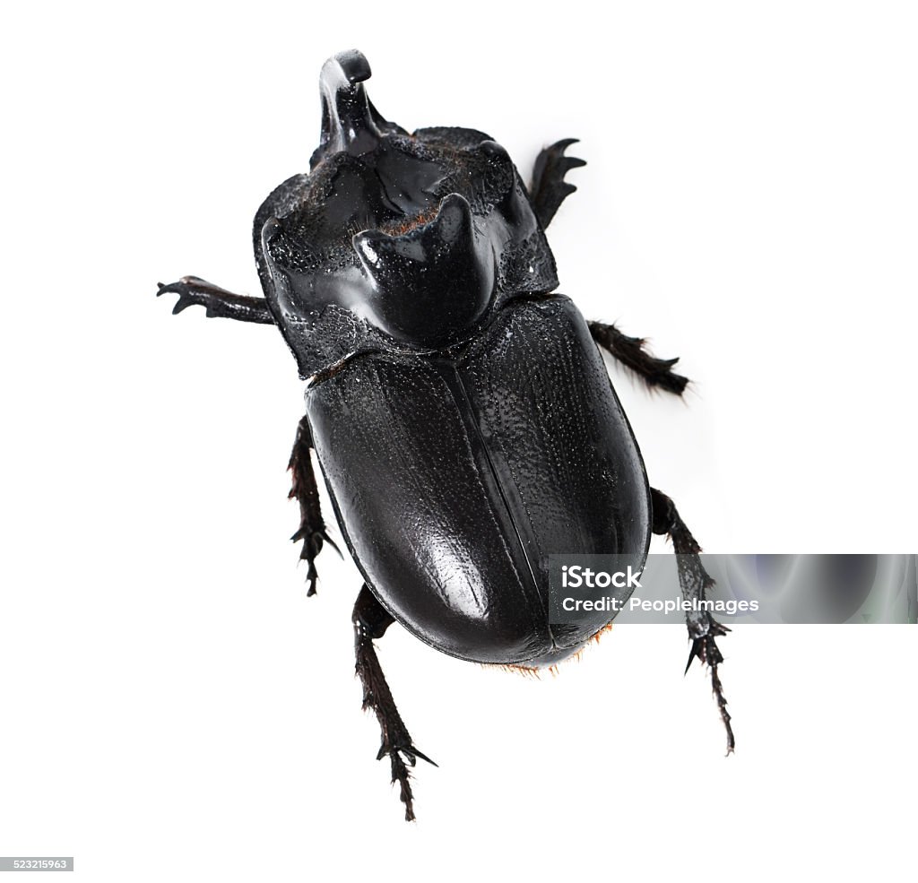 That's one tough beetle Closeup side view of a rhinoceros beetle Animal Stock Photo