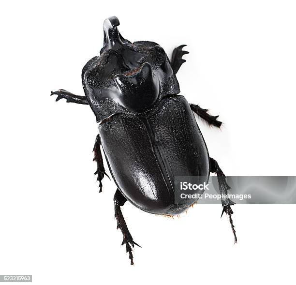 Thats One Tough Beetle Stock Photo - Download Image Now - Animal, Animal Antenna, Animal Body Part