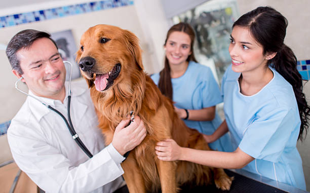 istock Dog at the vet 523216153