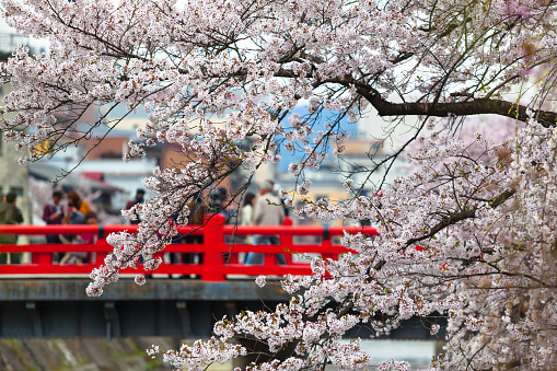 Branches of a cherry tree at sakura season in spring and people walking on a traditional japanese red bridge at the background