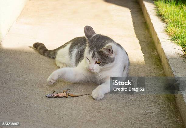 Cat Is Playing With Lizard Stock Photo - Download Image Now - Animal, Animal Body Part, Animal Eye