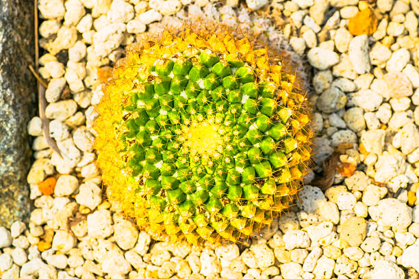 Mammillaria marksiana, Cactaceae, Meksyk – zdjęcie