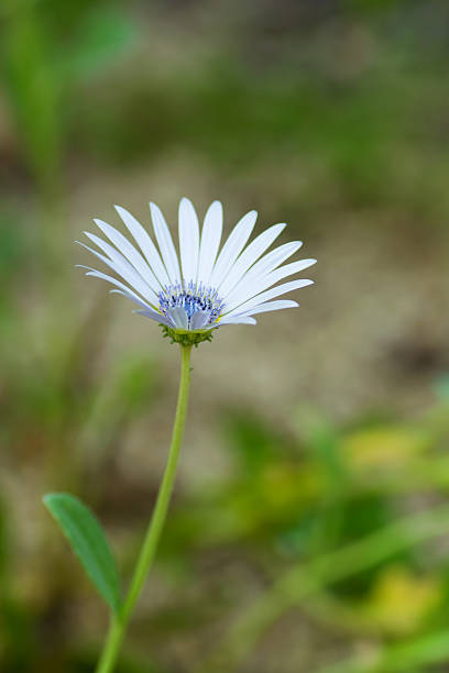 blue flower with yellow center on white background