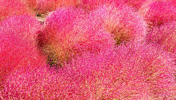 istock Field of red Kochia 523217099