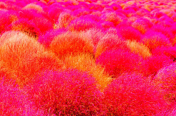istock Field of red Kochia 523217109