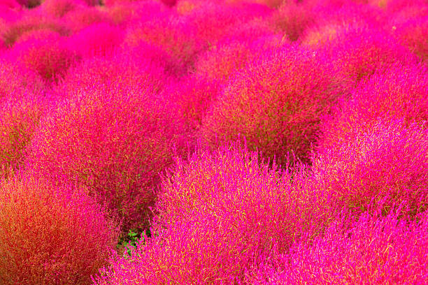 istock Field of red Kochia 523217139