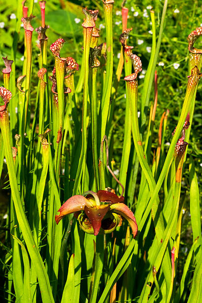 istock Sarracenia leucophylla, Sarraceniaceae, North America Southeastern 523217217