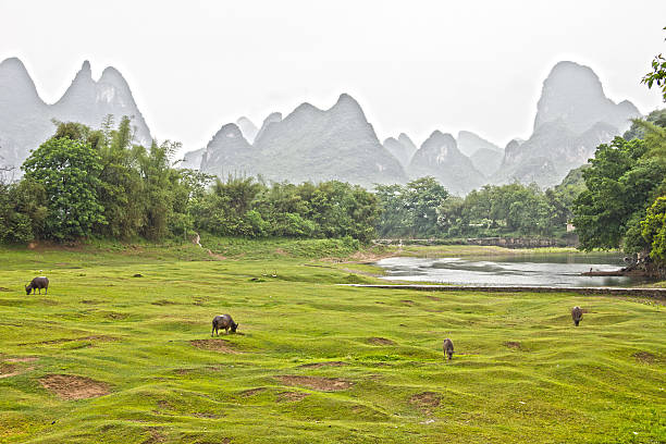 istock Typical rice plantation in Asia 523217547