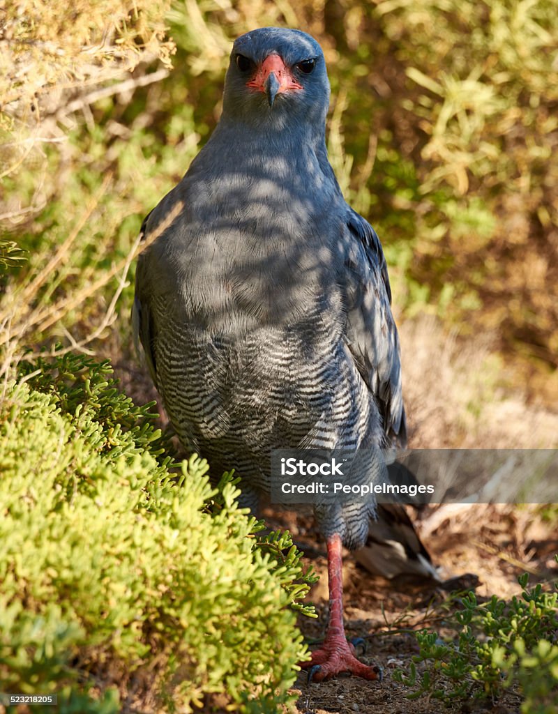 Hunting for prey is serious business Full length shot of a bird in it&#039;s natural habitathttp://195.154.178.81/DATA/shoots/ic_783736.jpg Africa Stock Photo