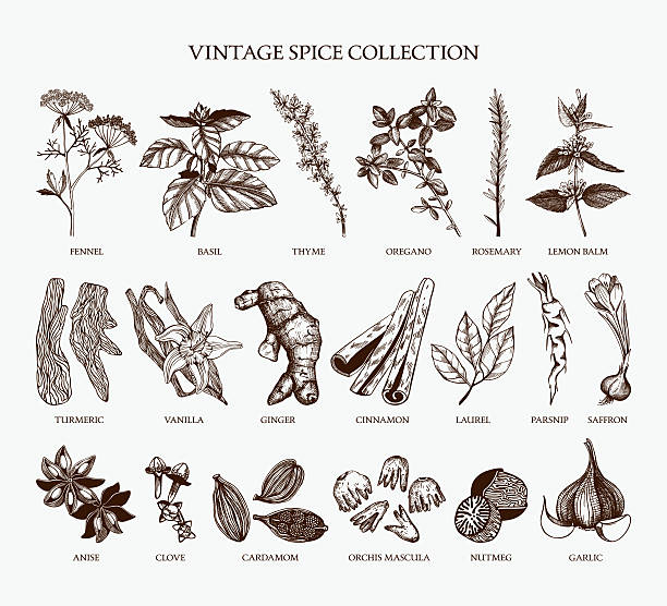 illustrazioni stock, clip art, cartoni animati e icone di tendenza di collezione di spezie vintage per menu design e cucina - zenzero spezie