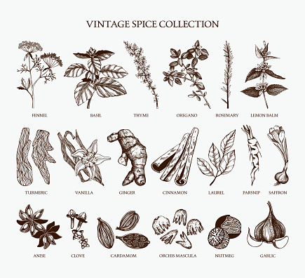 Vector set of hand drawn spices and herb sketch isolated on white background.