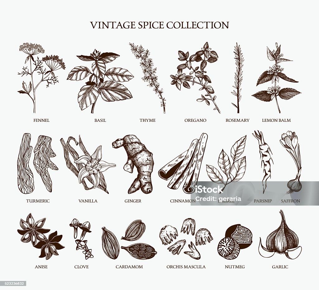 Vintage spice collection for your menu or kitchen design Vector set of hand drawn spices and herb sketch isolated on white background. Spice stock vector