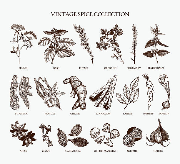 Vintage spice collection for your menu or kitchen design Vector set of hand drawn spices and herb sketch isolated on white background. Nutmeg stock illustrations