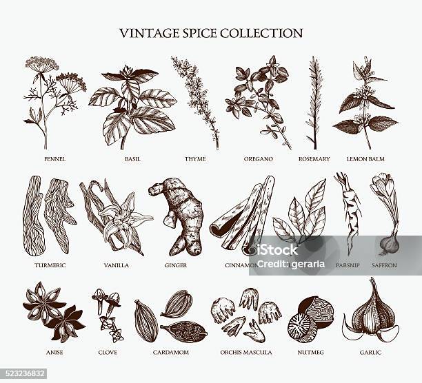 Vintage Spice Collection For Your Menu Or Kitchen Design Stock Illustration - Download Image Now