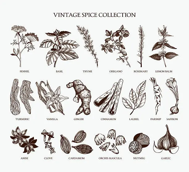 Vector illustration of Vintage spice collection for your menu or kitchen design