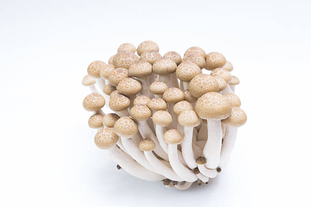 istock Brown beech mushrooms ( Buna Shimeji) isolated on white 523237110