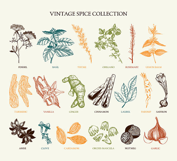 illustrations, cliparts, dessins animés et icônes de épices collection vintage pour votre conception de menu ou cuisine - oregano