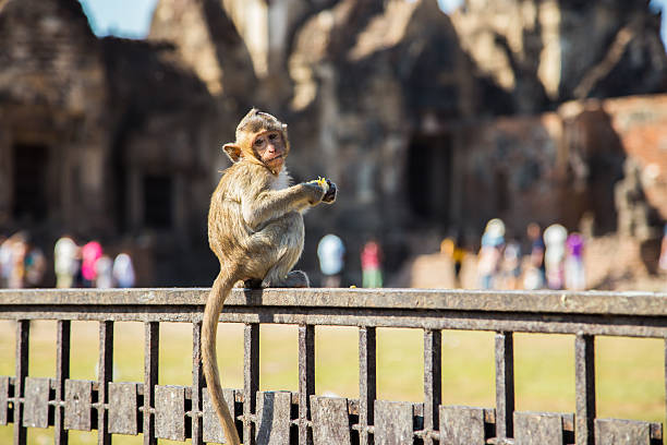 istock monkeys in the ancient temple in Lopburi 523238490
