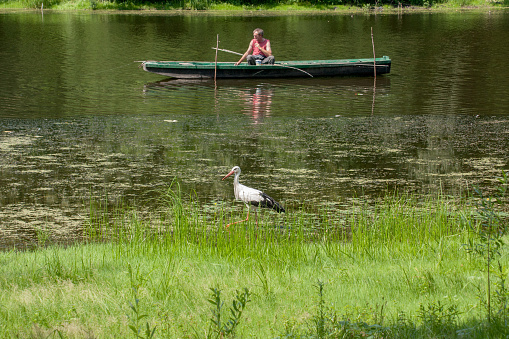 Koviljski rit, Kovilj, Vojvodina, Srebia - August 2, 2014: Fisherman in the boat on the pond with stork in the foreground