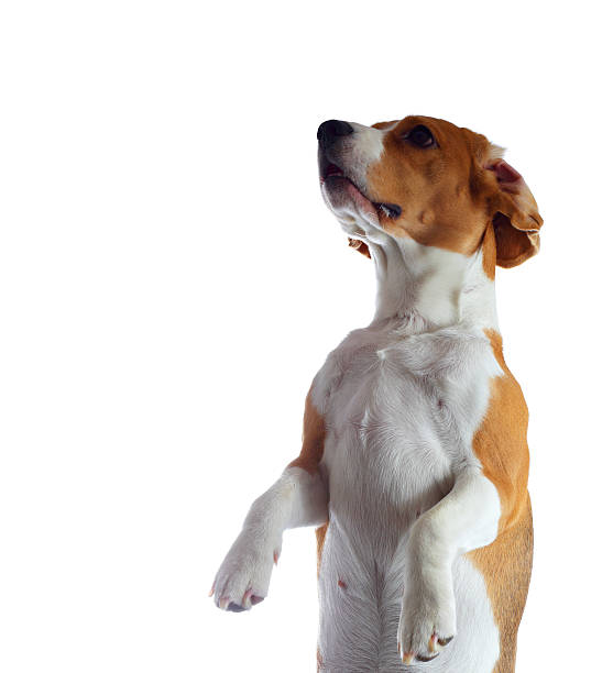 istock Jumping beagle dog isolated on white background 523238862