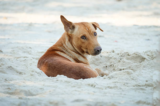 istock Dogs on the beach at thailand. 523239168