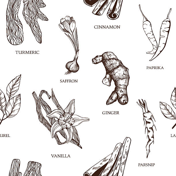 illustrations, cliparts, dessins animés et icônes de fond décoratif épices de cru. - anise seed fennel backgrounds