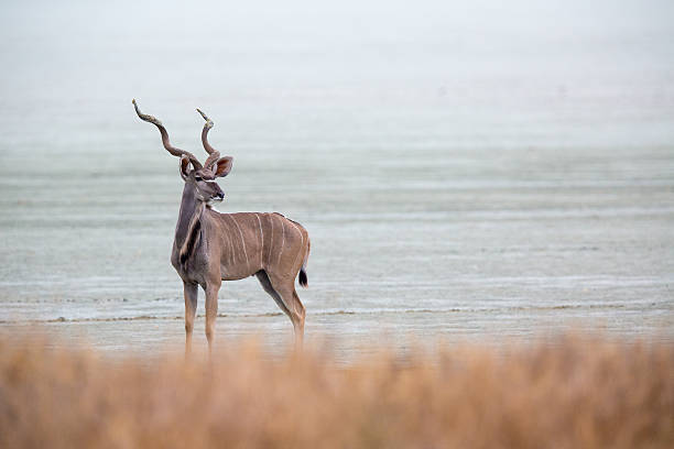 koudou pan d'etosha - parc national detosha photos et images de collection