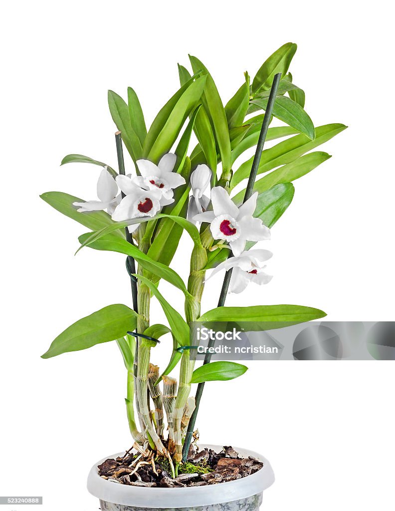 Dendrobium Nobile Branco Flores Ramificação Verde Folhas E Plantas -  Fotografias de stock e mais imagens de Dendrobium - iStock