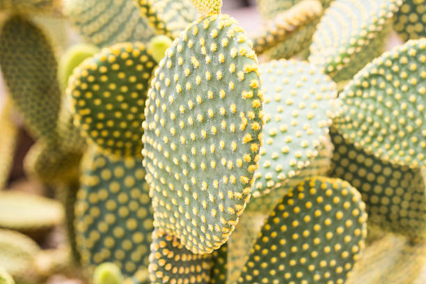 Close up opuntia rufida cactaceae