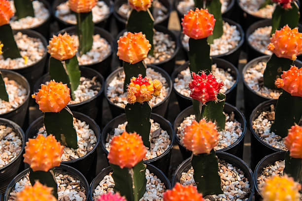 istock Cactus  farm in greenhouse. 523241500