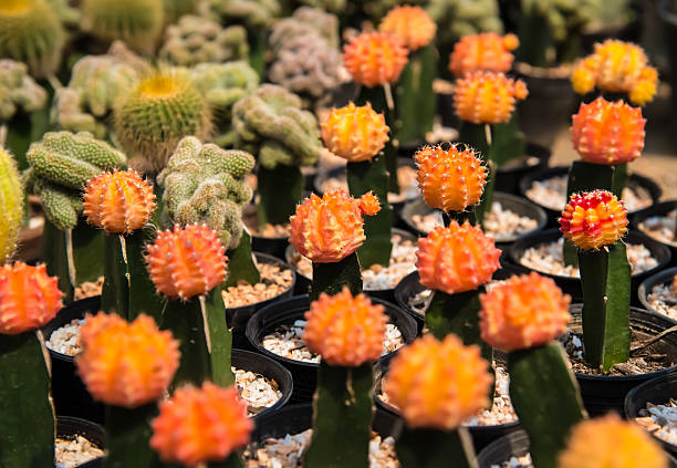 istock Cactus  farm in greenhouse. 523241600