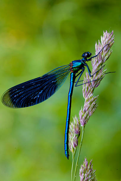 istock Beautiful closeup dragonfly on the grass. 523241800