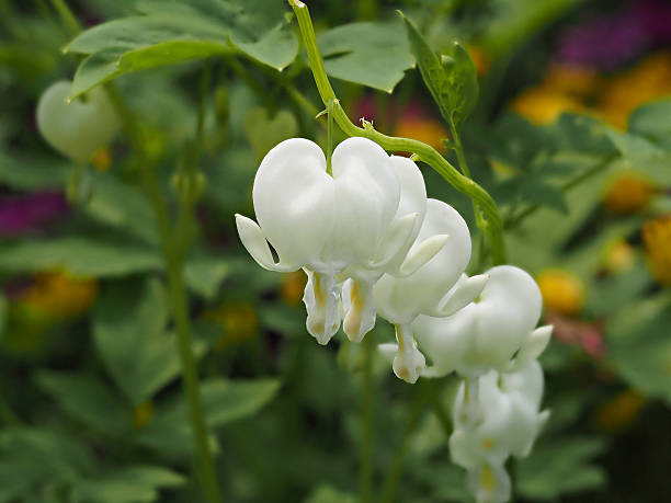 istock Spring flowers series, white  bleeding Heart flower 523242212