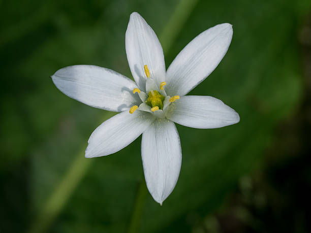 istock Pure white Star of Bethlehem blooming 523242794