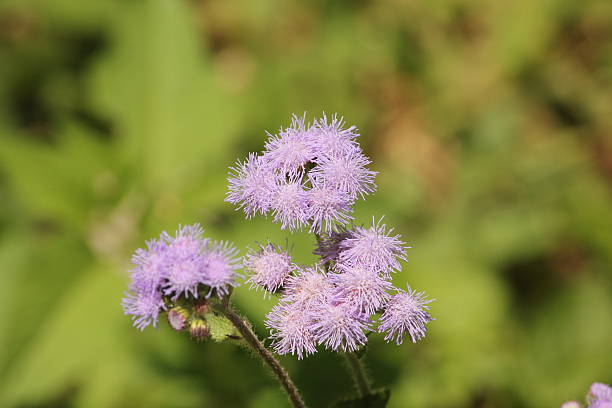 istock purple colour flowers 523242842