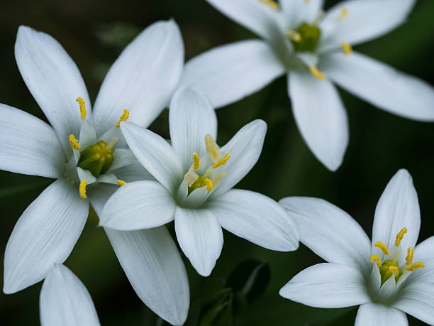 istock Pure white Star of Bethlehem blooming 523242992