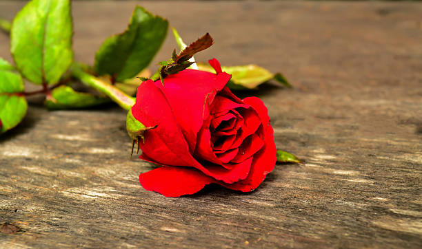 istock Red rose on wooden board 523243076