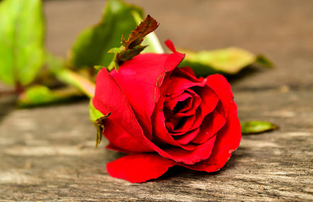 istock Red rose on wooden board 523243194