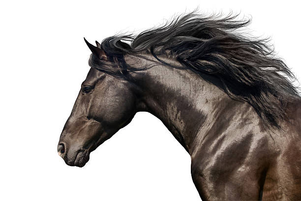 Black horse on white Black stallion in motion portrait isolated on white background animal mane photos stock pictures, royalty-free photos & images