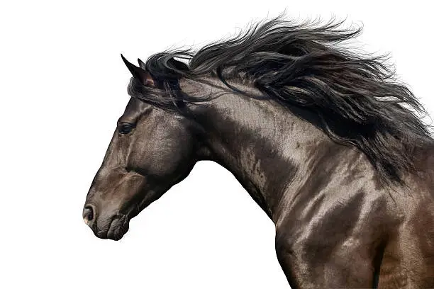 Black stallion in motion portrait isolated on white background