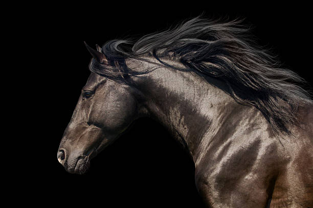 istock Black horse on black 523243426