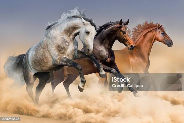 Tres Caballos De Foto de stock y más banco de imágenes de Caballo - Familia del caballo - Caballo - Familia del caballo, Animales salvajes, Correr