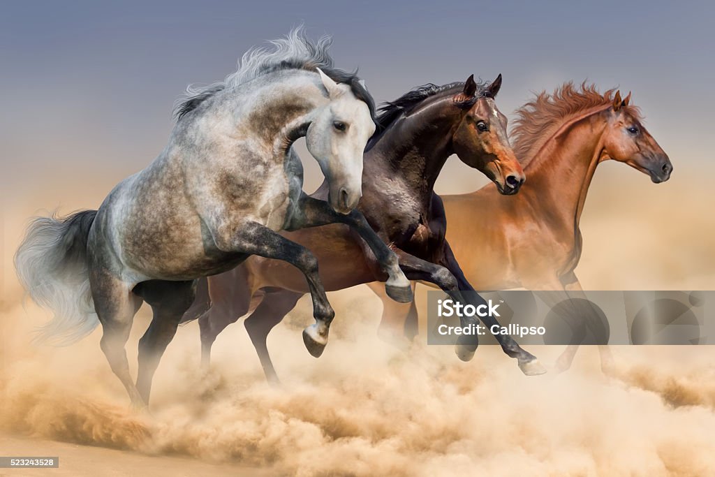 Three horses run Three horses run gallop in dust Horse Stock Photo