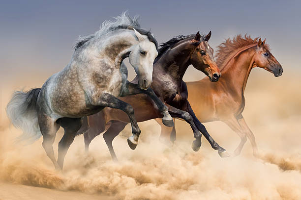 Three horses run Three horses run gallop in dust wild animal running stock pictures, royalty-free photos & images