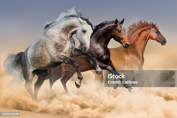 Three Horses Run Stock Photo - Download Image Now - Horse, Animals In The Wild, Running