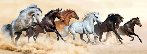manada de cavalos de corrida em nuvens de poeira - livestock horse bay animal - fotografias e filmes do acervo