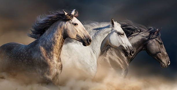 Horses portrait in dust Horses with long mane portrait run gallop in desert dust gallop animal gait stock pictures, royalty-free photos & images