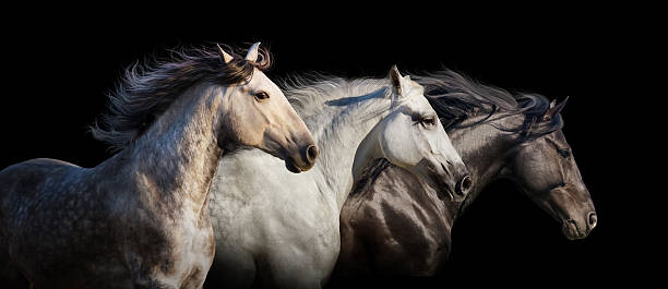istock Horses portrait in motion 523243748