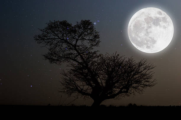 istock Full moon with stars over tree on darkness sky. 523243756