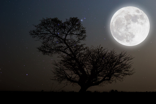 Full moon with stars over tree on darkness sky.